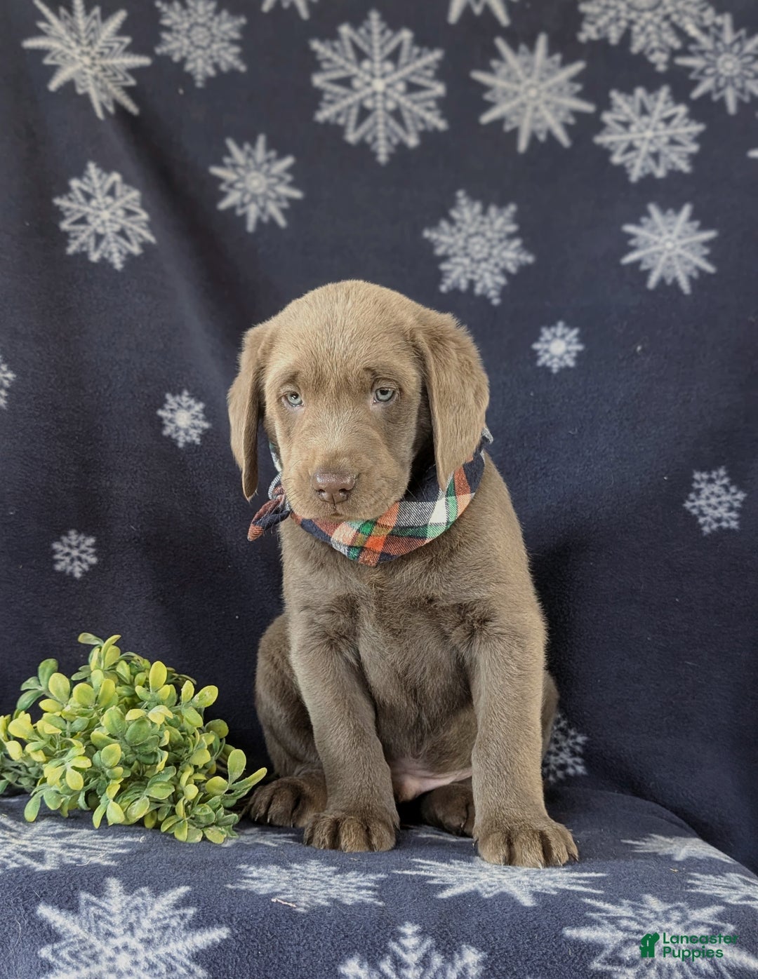 Labrador Retriever dogs for sale: Connor AKC Silver Lab - Ad 5