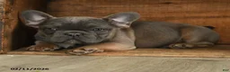 French Bulldog dogs for sale: Trax - Ad 4