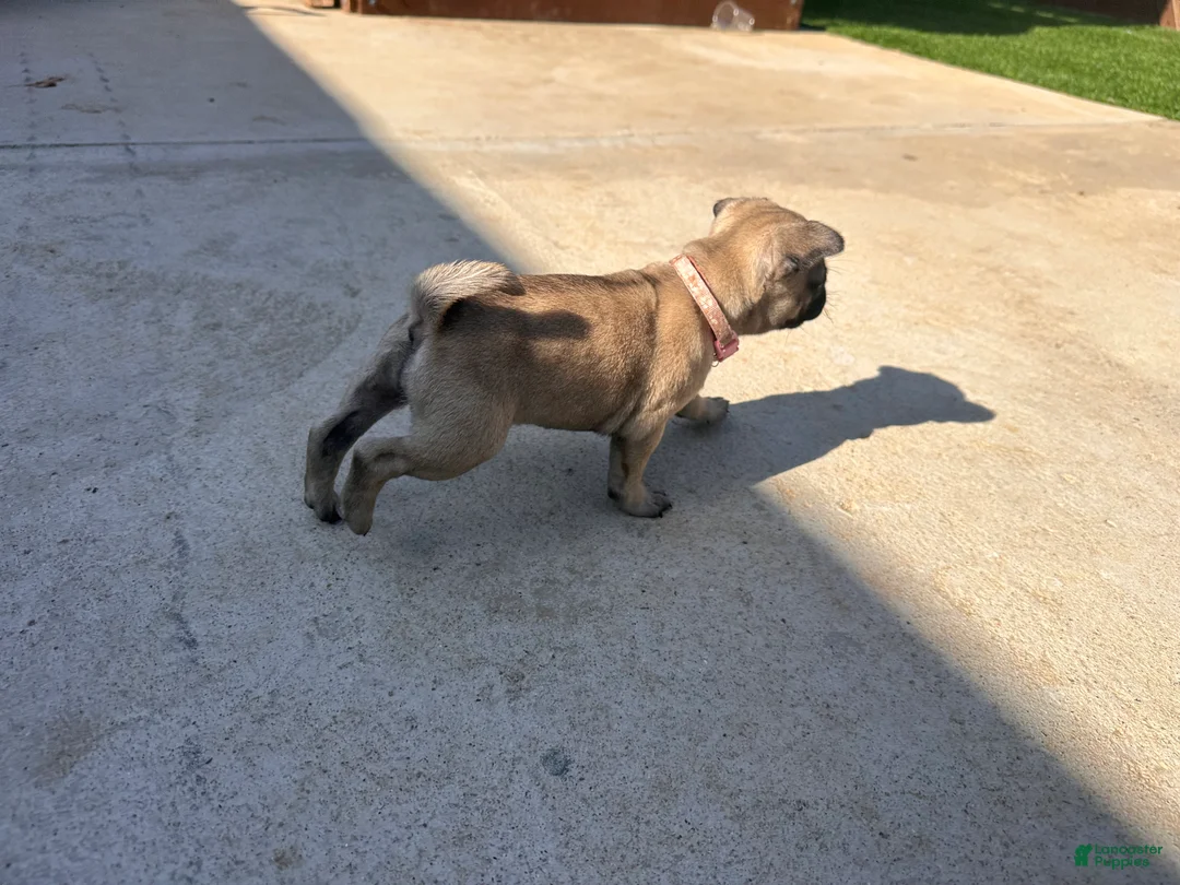 Pug dogs for sale: Pug Puppy 5 pink - Ad 2