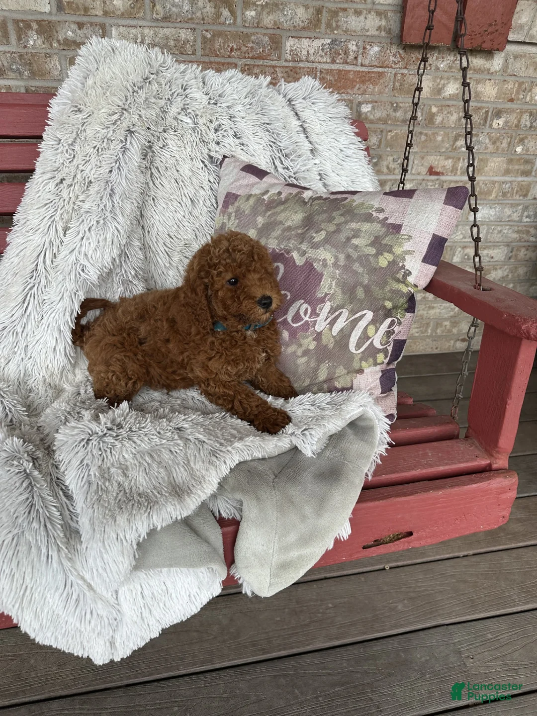 Mixed Breed dogs for sale: Jasper - Ad 2