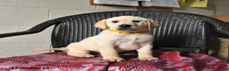 Labrador Retriever dogs for sale: Banjo - Ad 2