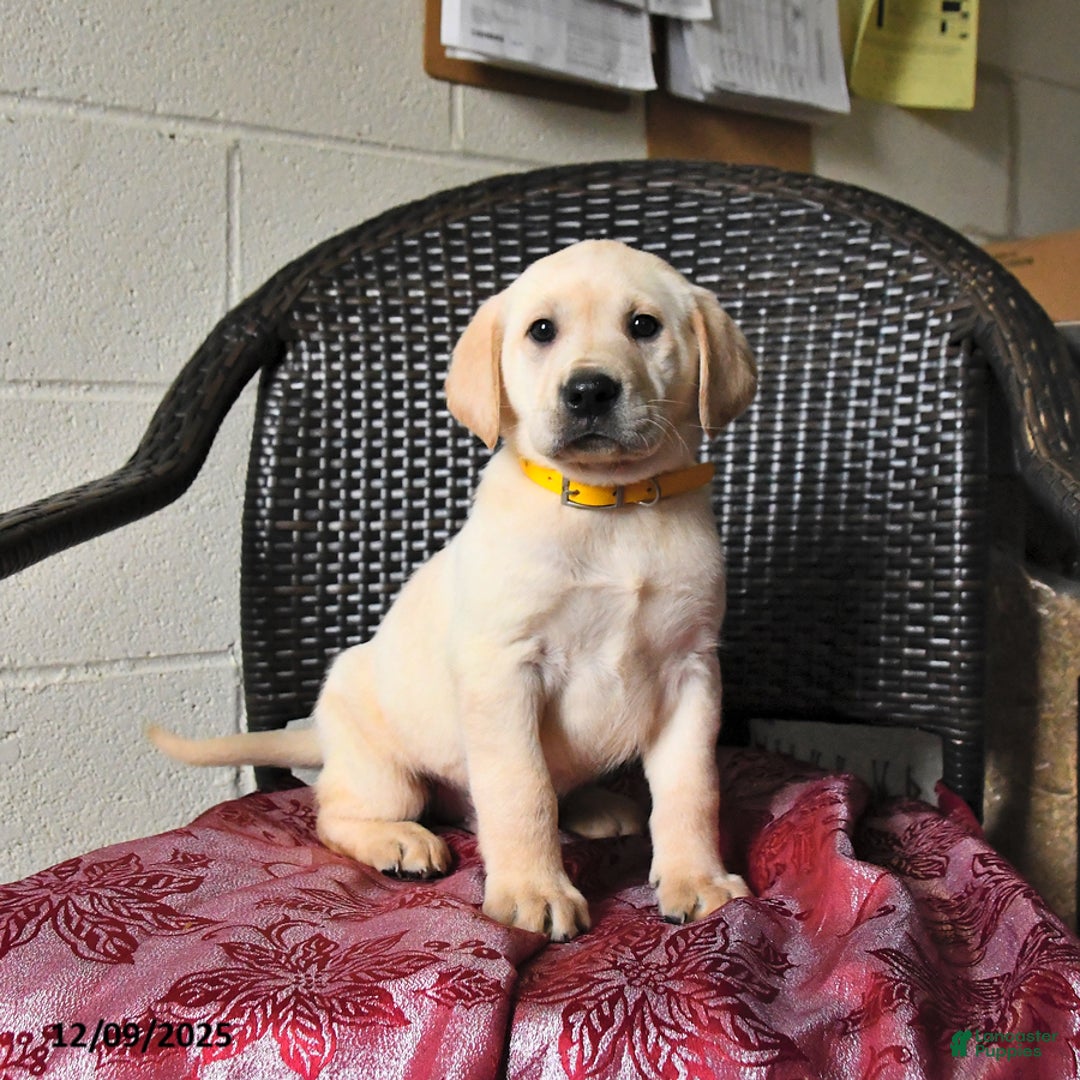 Labrador Retriever dogs for sale: Banjo - Ad 2