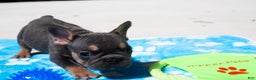 French Bulldog dogs for sale: LilBoy - Ad 3