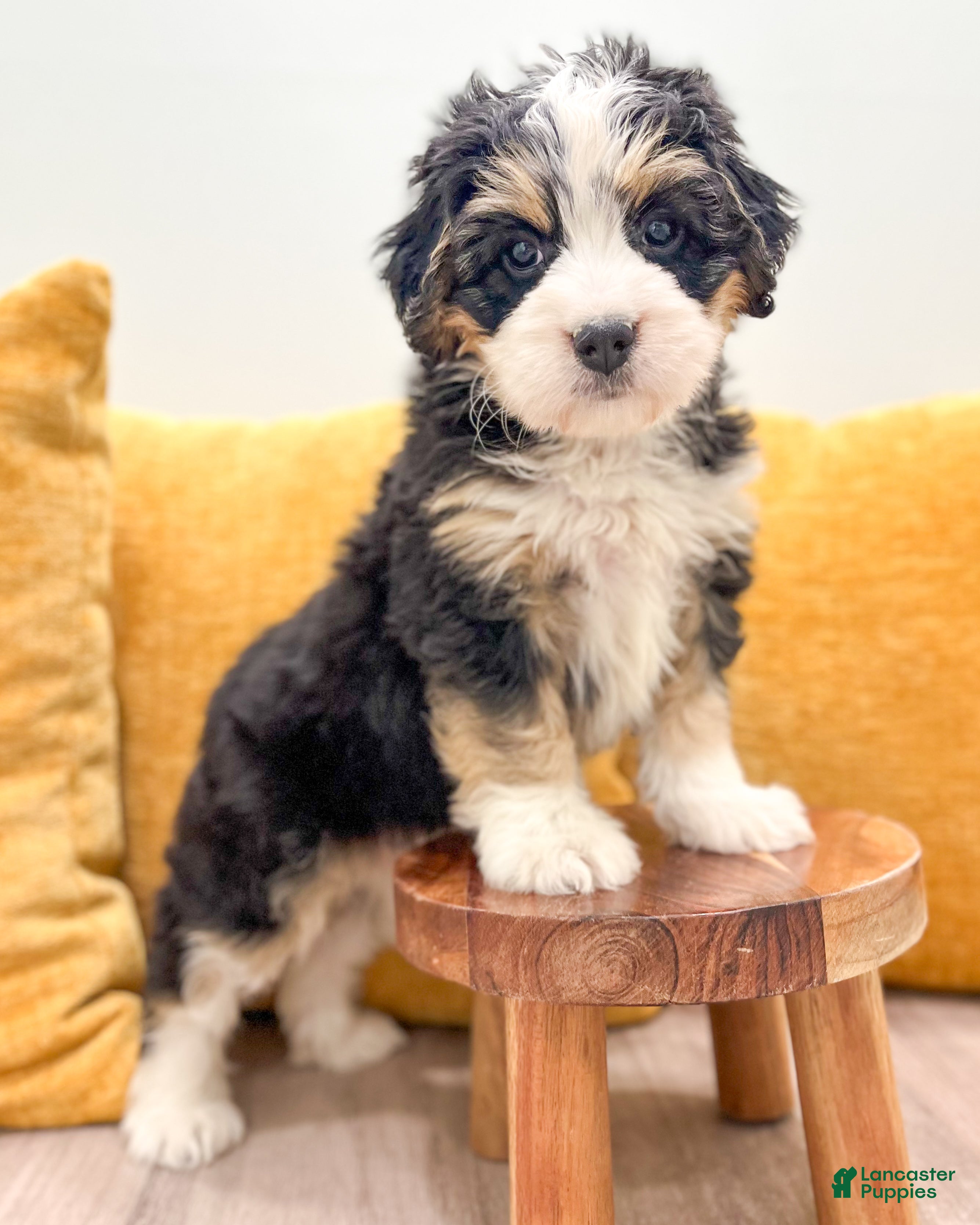 Mini Bernedoodle dogs for sale: Holly - Ad 2