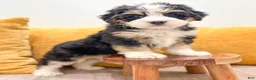 Mini Bernedoodle dogs for sale: Holly - Ad 2