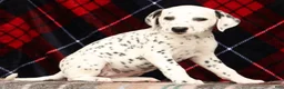 Dalmatian dogs for sale: Jenna - Ad 4
