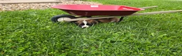 Saint Bernard dogs for sale: Maggie - Ad 6