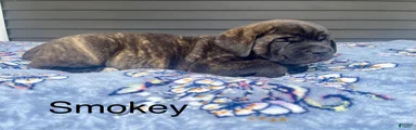Cane Corso smokey