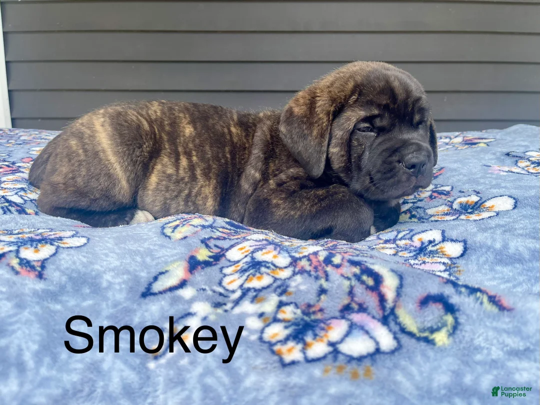 Cane Corso dogs for sale: Cane Corso smokey - Ad 1