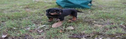 Rottweiler dogs for sale: Rottweiler 2 - Ad 2