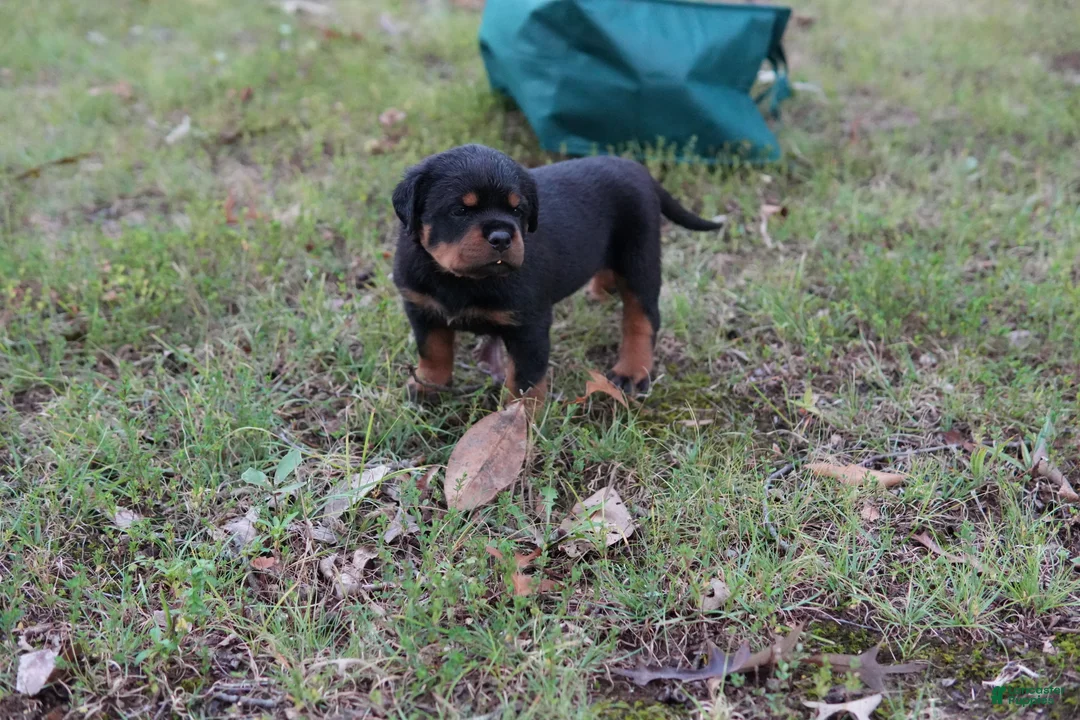Rottweiler dogs for sale: Rottweiler 2 - Ad 2