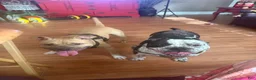 American Bully dogs for sale: American Bully 3 - Ad 17