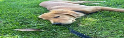 Golden Retriever dogs for sale: Golden Retriever 1 - Ad 1