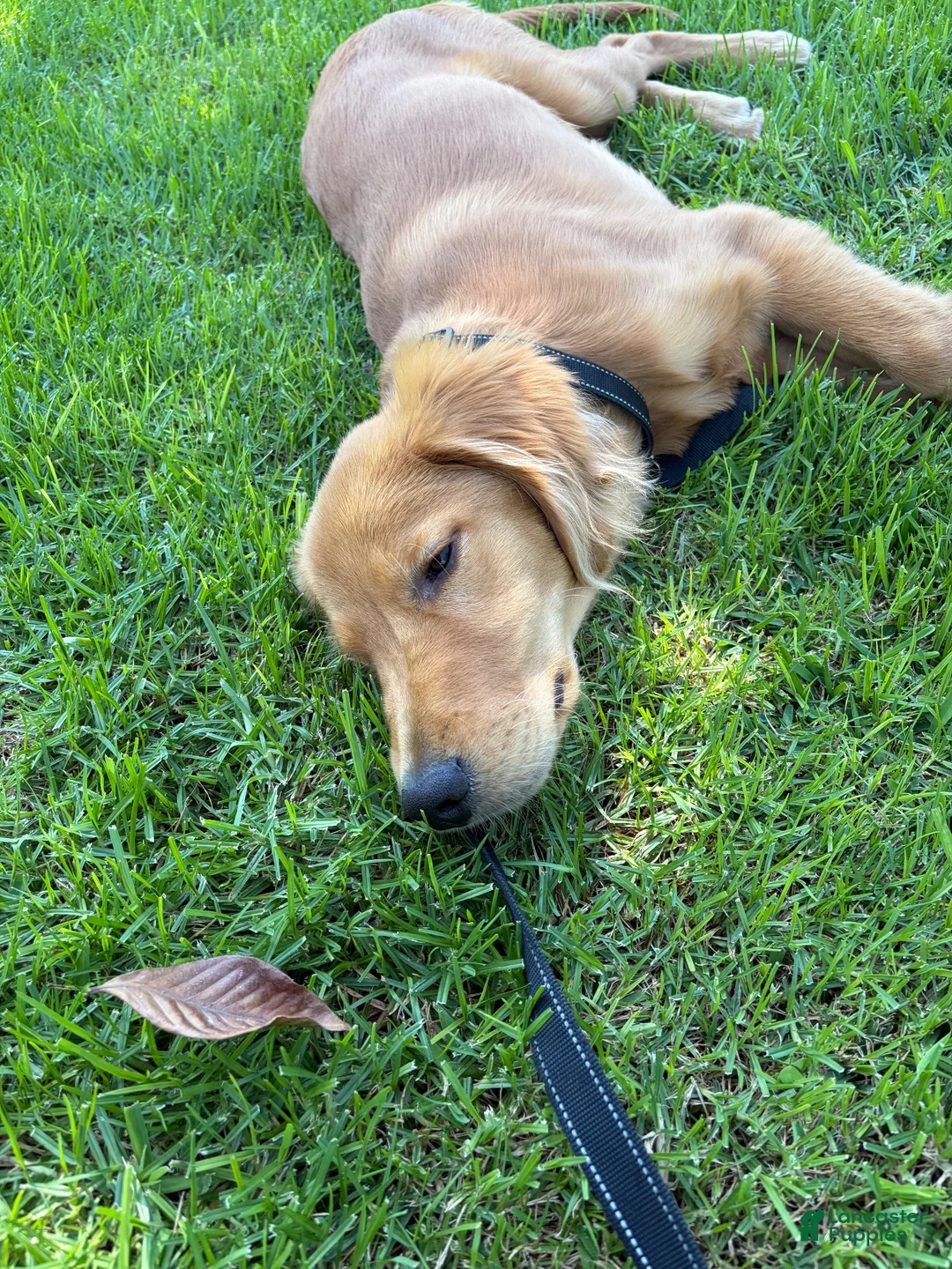 Golden Retriever dogs for sale: Golden Retriever 1 - Ad 1