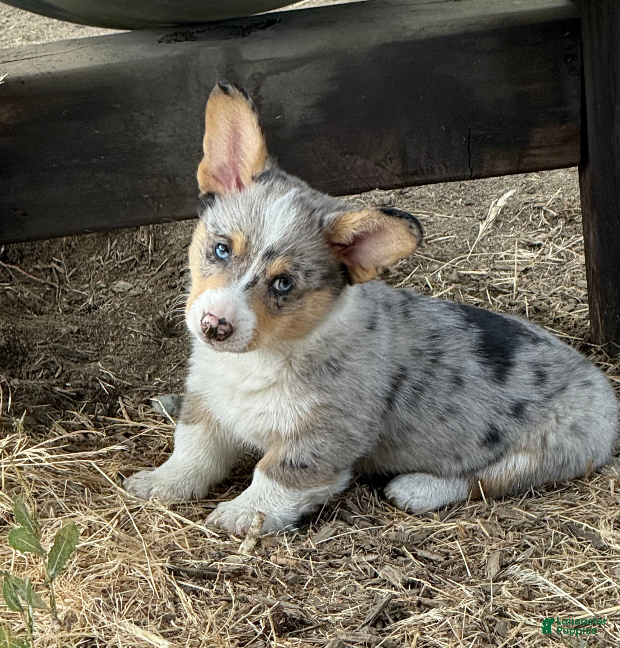 Welsh Corgi Pembroke dogs Welsh Corgi Pembroke 1 - Ad 1