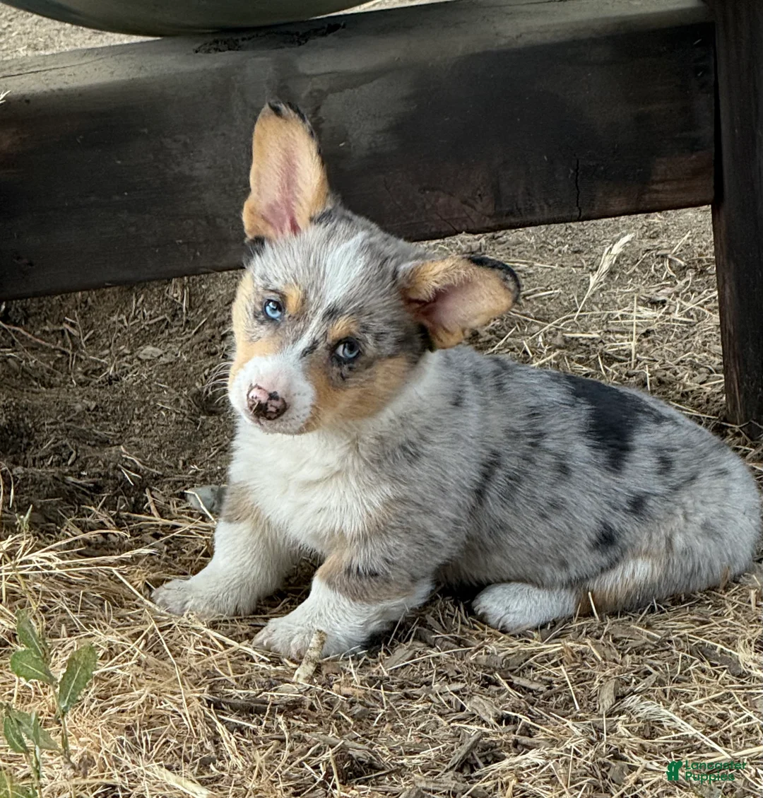 Welsh Corgi Pembroke dogs for sale: Welsh Corgi Pembroke 1 - Ad 1