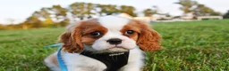 Cavalier King Charles Spaniel dogs for sale: Teddy - Ad 3