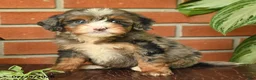 Bernedoodle dogs for sale: Little Joy - Ad 4
