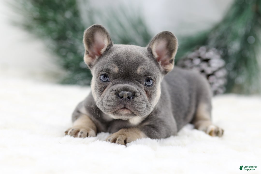 French Bulldog dogs for sale: Helen - Ad 4