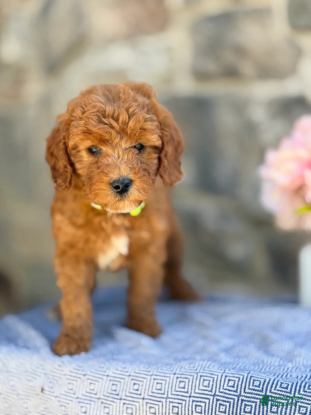 Goldendoodle dogs for sale: Muffin - Ad 1