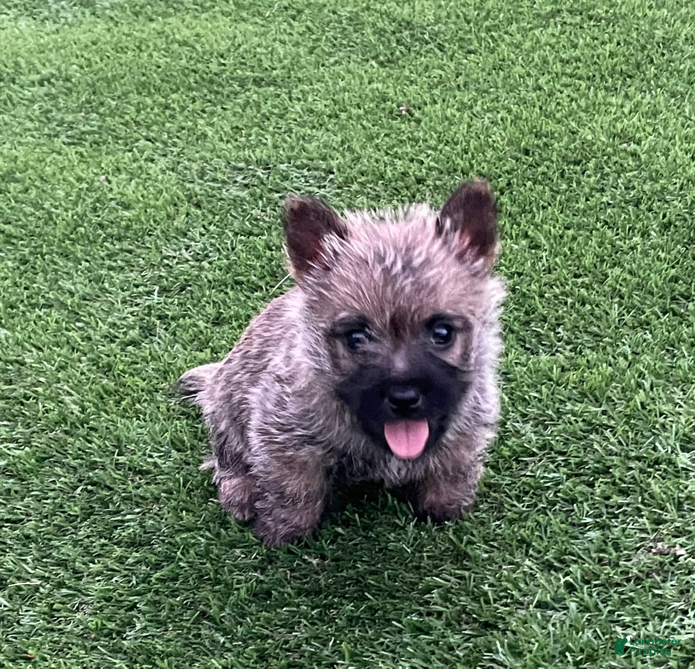 Cairn Terrier dogs Max - Ad 1