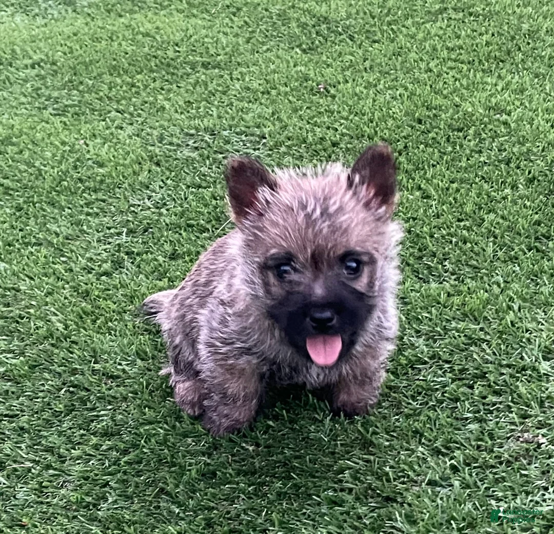 Cairn Terrier dogs for sale: Max - Ad 1