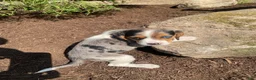 Beaglier dogs for sale: Amy - Ad 11