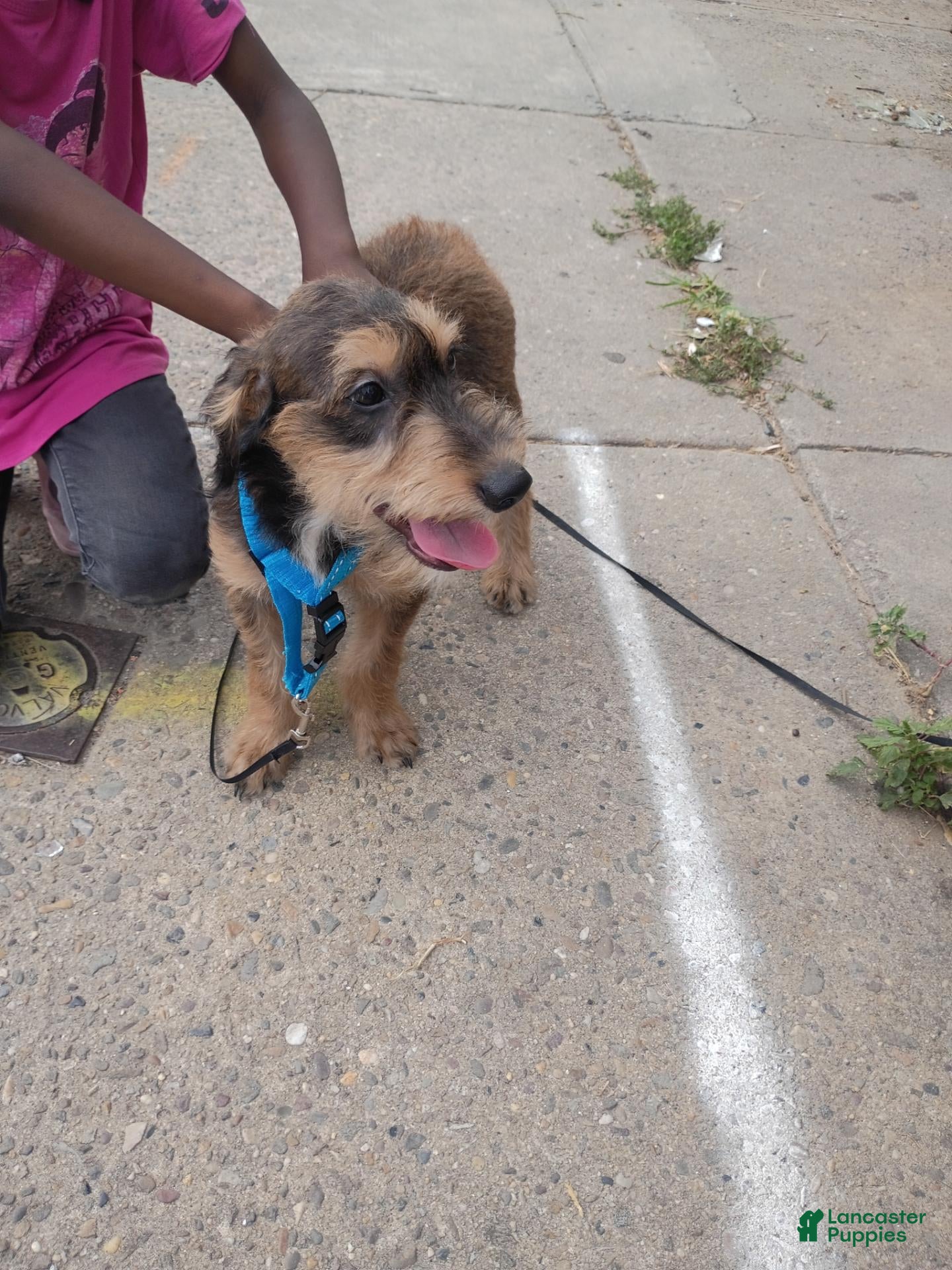 Mixed Breed dogs Mixed Breed 1 - Ad 1
