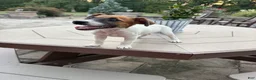 Jack Russell Terrier dogs for sale: UKC Zane - Ad 4