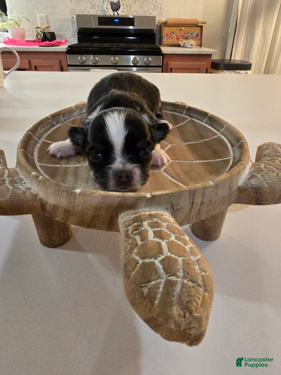 Chihuahua dogs for sale: Lizzy  - Ad 6