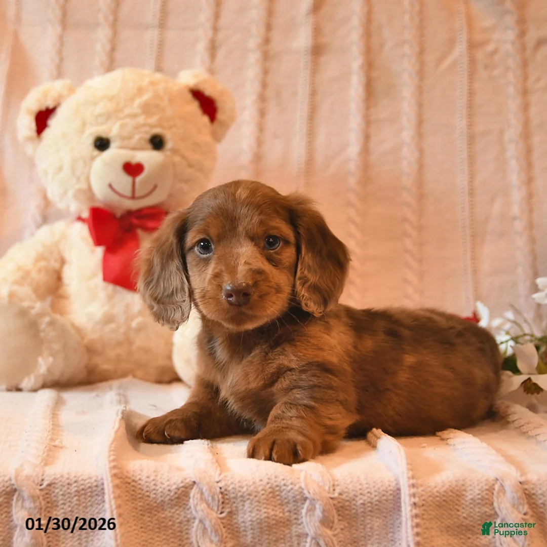 Miniature Dachshund dogs for sale: Huccup  - Ad 4