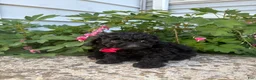 Toy Poodle dogs for sale: Ebony - Ad 2