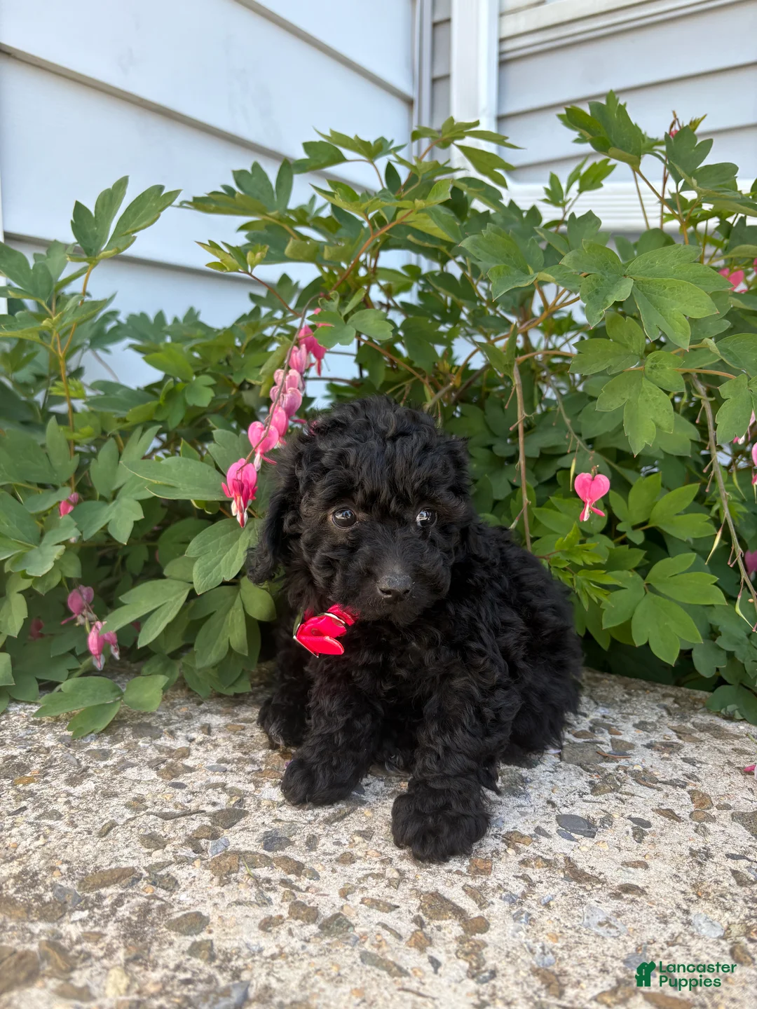 Toy Poodle dogs for sale: Ebony - Ad 2