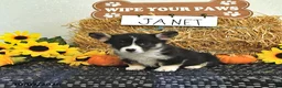 Welsh Corgi Pembroke dogs for sale: Janet - Ad 4