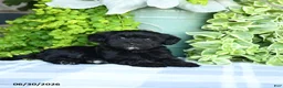 Maltipoo dogs for sale: Pansy - Ad 4