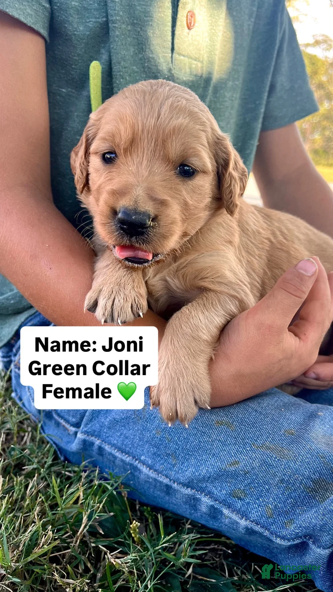 Golden Retriever dogs for sale: Golden Retriever Joni - Ad 1