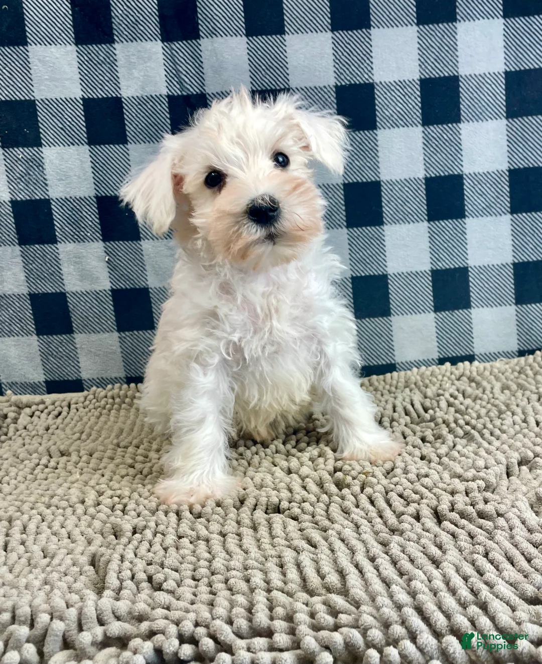 Miniature Schnauzer dogs for sale: Steve - Ad 6