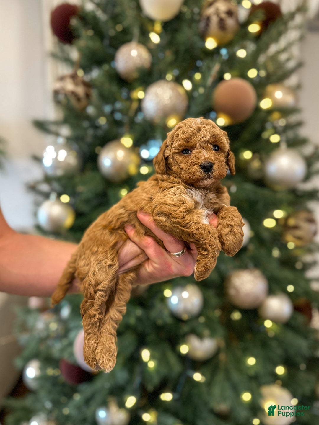 Mini Goldendoodle dogs for sale: Willow - Ad 3