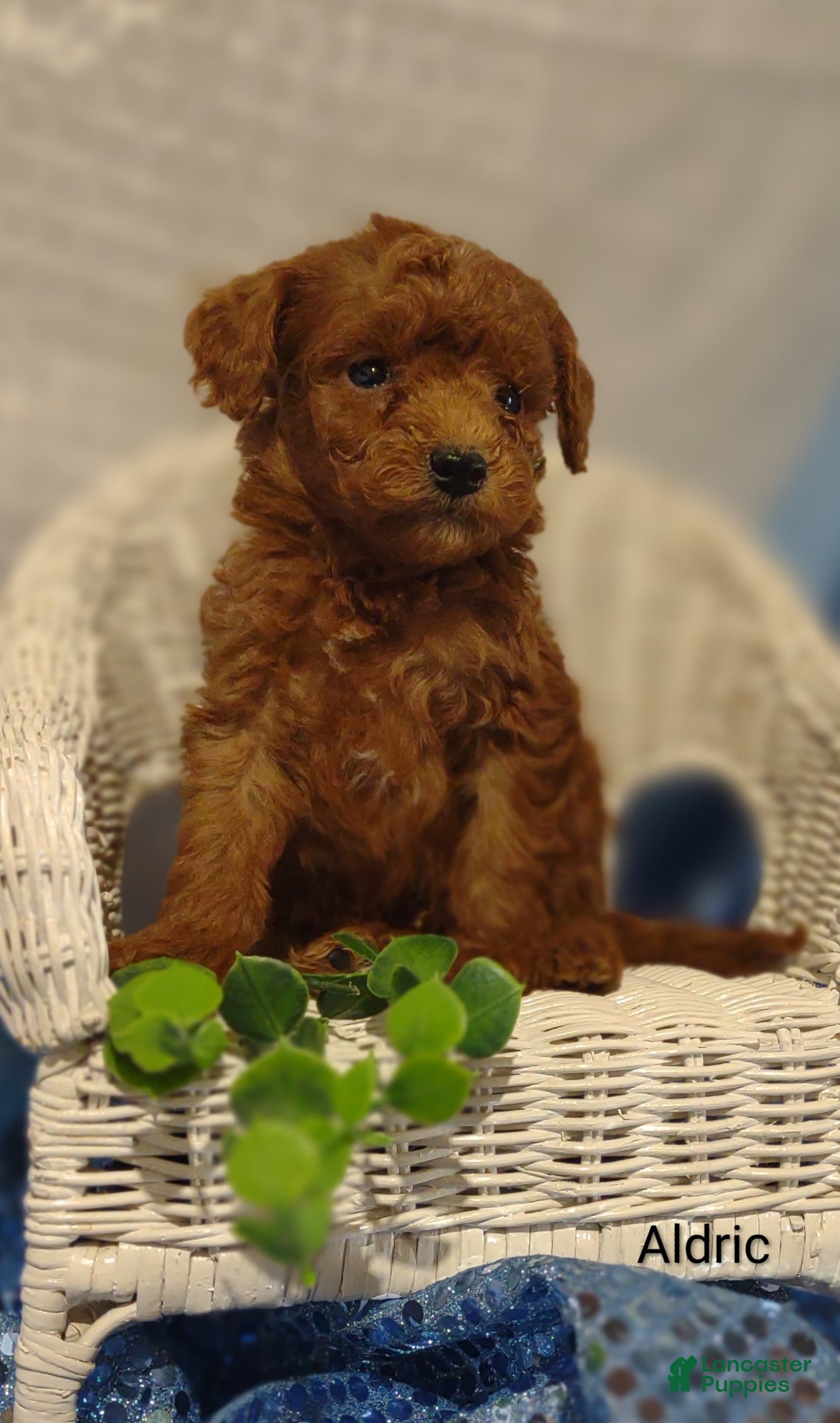 Cavapoo dogs Aladdin - Ad 1