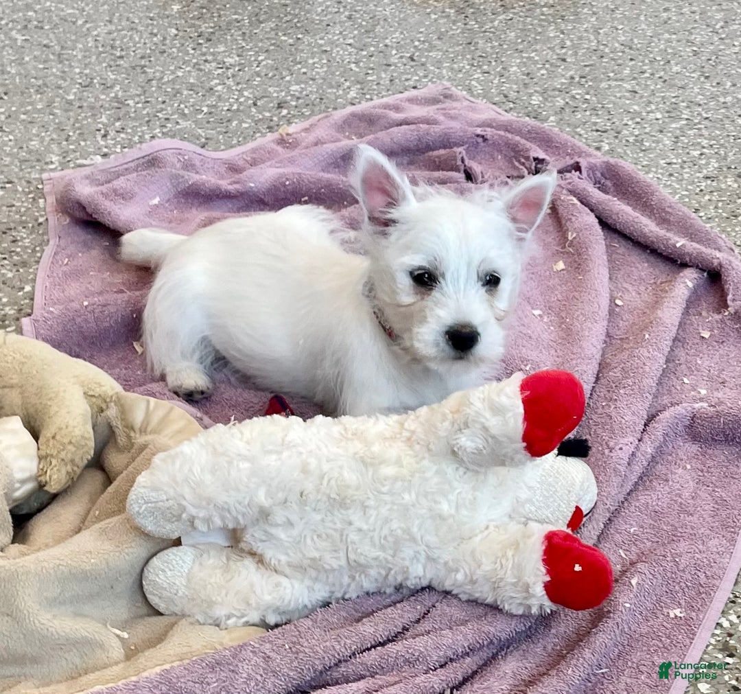 West Highland Terrier dogs for sale: Leah, AKC - Ad 1