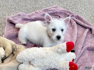 West Highland Terrier dogs Leah, AKC - Ad 9