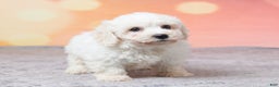 Bichon Frise dogs for sale: Bichon Frise Puppy 1 - Ad 4