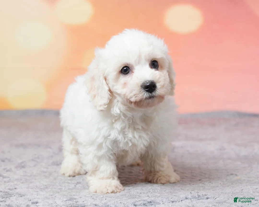 Bichon Frise dogs for sale: Faith - Ad 4