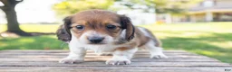 Miniature Dachshund dogs for sale: Huxley - Ad 5
