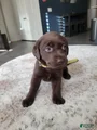 Labrador Retriever Puppy 8