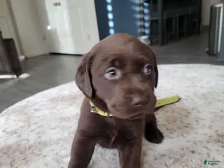 Labrador Retriever dogs Labrador Retriever Puppy 8 - Ad 8