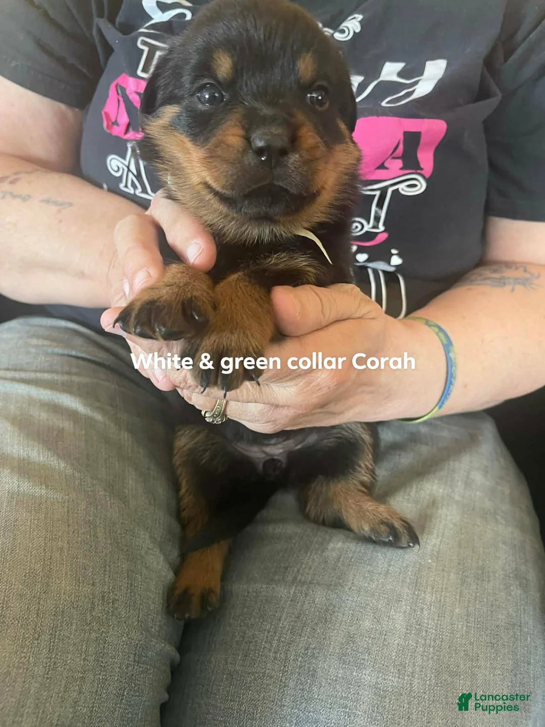 Rottweiler dogs for sale: Rottweiler Puppy 2 Oscar - Ad 1