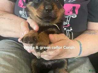 Rottweiler dogs for sale: Rottweiler Puppy 2 Oscar - Ad 2