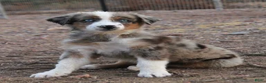 1 Blue/Red merle girl with blue eyes 