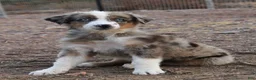 Australian Shepherd dogs for sale: 1 Blue/Red merle girl with blue eyes  - Ad 1